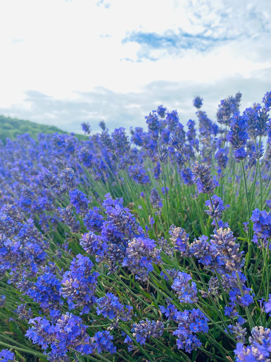 Unlocking the Remarkable Benefits of Lavender Essential Oil