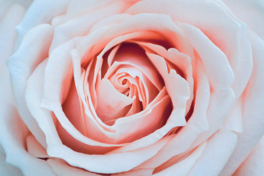 Discovering the Exquisite Benefits of Rose Essential Oil